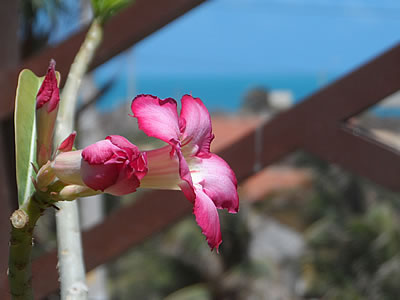 Pousada Residencia Oceanus - Canoa Quebrada